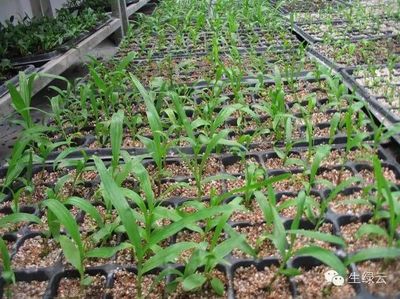 重樓、白芨、金鐵鎖、珠子參種子種苗供應