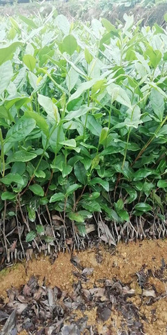 達州市低價茶苗行情價格-低價茶苗、茶葉種苗