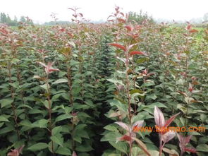 櫻桃樹苗批發(fā)&ndash;櫻桃樹苗廠家&ndash;櫻桃樹苗供應(yīng)商