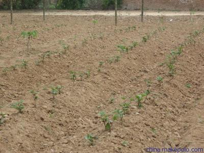 陜西楊凌紅薯種苗 紅薯種子價(jià)格 高產(chǎn)脫毒紅薯種子種苗批發(fā)價(jià)圖片9