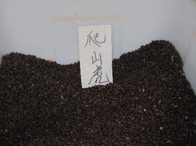 【供應(yīng)寧夏爬山虎種子價(jià)格】?jī)r(jià)格,廠家,其他種子、種苗-搜了網(wǎng)