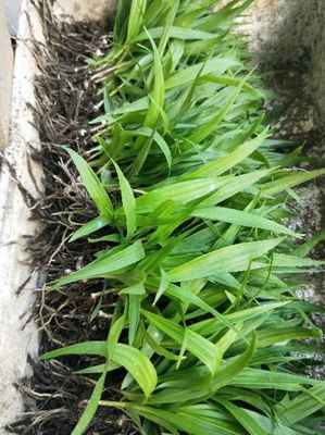 [白芨種苗批發]陜西商洛山陽縣白芨種苗 0.90元/棵白芨種苗 _ 一畝田