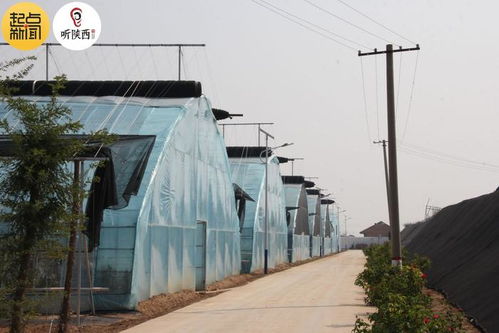 陜西涇陽 蔬菜產業(yè) 綠色崛起