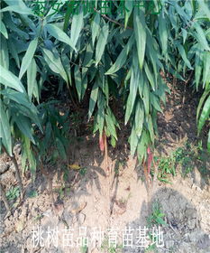 【桃樹(shù)苗基地悅香蜜桃樹(shù)苗多少錢(qián)一棵桃樹(shù)苗】-