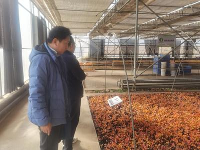 陜西省農(nóng)機技術(shù)體系專家調(diào)研楊凌果蔬育苗企業(yè)探討育苗機械需求情況