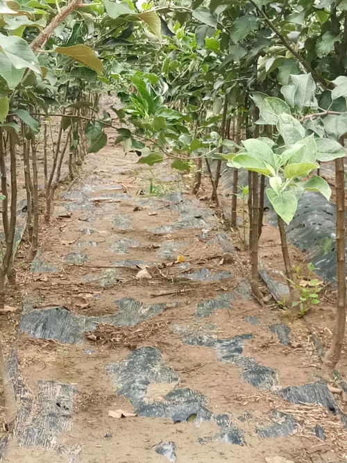 陜西梨樹(shù)苗5公分新梨7號(hào)樹(shù)苗量大質(zhì)優(yōu)