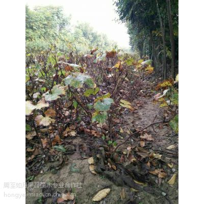 陜西西安陜西葡萄苗 占地苗 便宜的樹(shù)苗 陜西果樹(shù)苗 戶(hù)太八號(hào)葡萄苗價(jià)格 中國(guó)供應(yīng)商