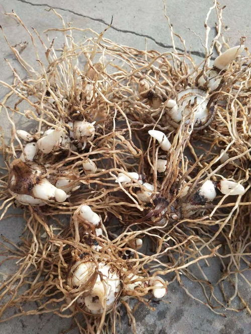 【批發(fā)白芨種苗怎么賣(mài)】- 