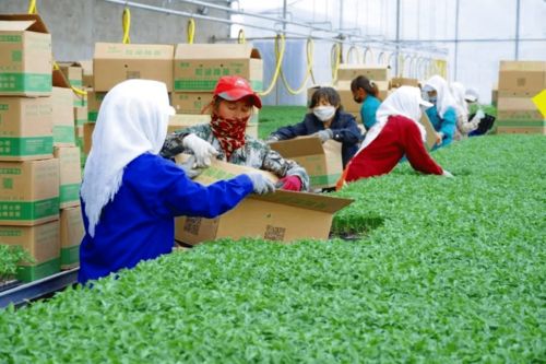 2020年度和潤農業種子公司種苗廠春季茬口種苗生產優秀員工表彰大會隆重召開