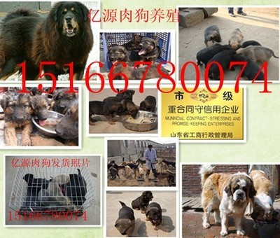 陜西榆林附近地區(qū)那有賣肉狗的嗎榆林哪里能買到肉狗狗崽種苗產(chǎn)品的資料 - 山東機(jī)電網(wǎng)
