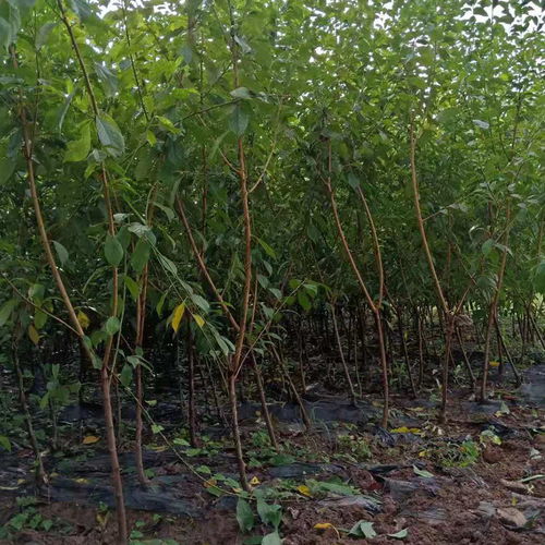 【哪里有優(yōu)質(zhì)李子樹苗,李子苗如何種植管理】- 