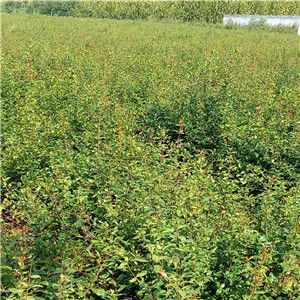 陜西紅瑪瑙石榴苗幾年豐產(chǎn)