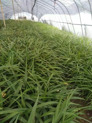 [白芨種苗批發]陜西商洛山陽縣白芨種苗 0.40元/棵優質白芨苗 _ 一畝田