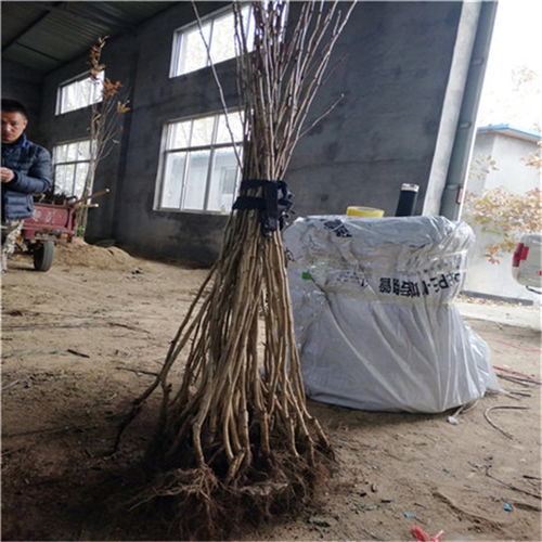 大金星山楂樹(shù)苗品種介紹 2020年大金星山楂樹(shù)苗多少錢一棵