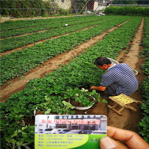 咖啡草莓種苗種植時間,陜西省商洛市財寶草莓苗