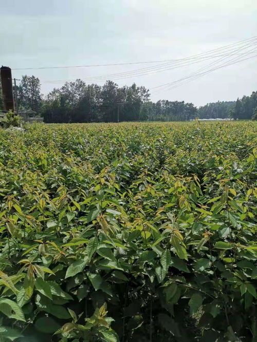 【重慶西梅李子苗價(jià)格,重慶西梅李子苗新品種價(jià)格】- 