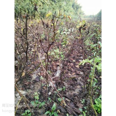 陜西西安陜西葡萄苗 占地苗 便宜的樹苗 陜西果樹苗 戶太八號葡萄苗價格 中國供應(yīng)商