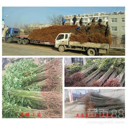 【廣東香椿苗價錢】- 