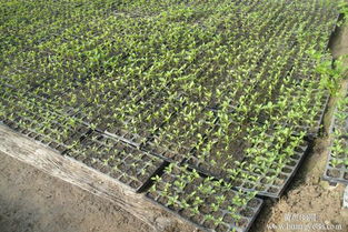 育苗盤的制造方法