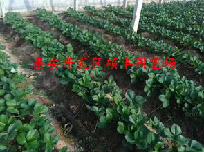 【陜西適合種植白雪公主草莓苗嗎?】-