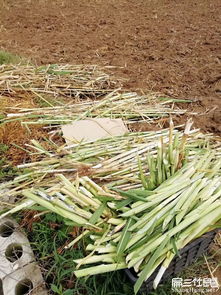 惠州竹鼠種苗價格美商品黑豚竹鼠活體批發(fā)