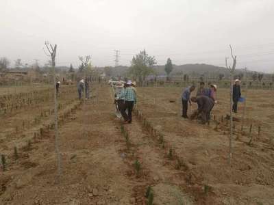 黑格斯曼地亞紅豆杉母本種植技術