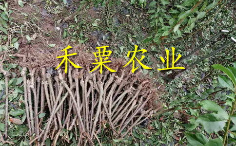 【2020漢中晚熟李子苗二年價格。陜西地區李子苗種苗研究基地。】- 