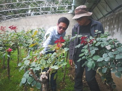 李迎春 樹苗也有 高反 推廣新技術助其成活