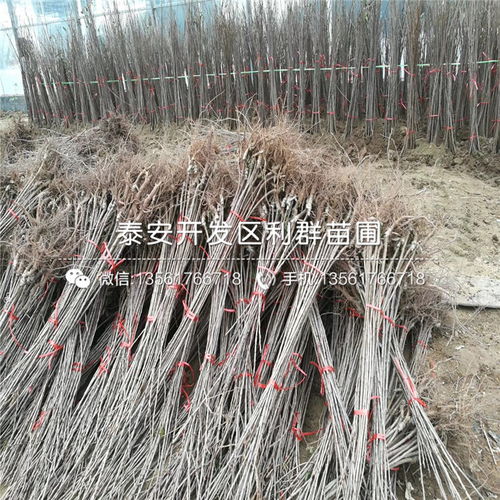 【2019年吉塞拉6號根系櫻桃樹苗、2019年吉塞拉6號根系櫻桃樹苗價(jià)格】- 