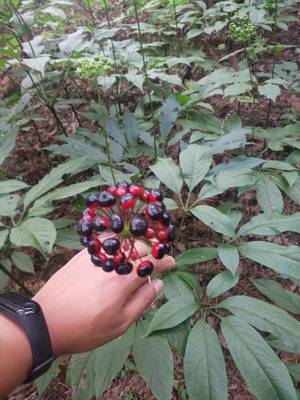 陜西省竹節(jié)參回收加工重樓白芨種苗基地種植什么品種賺錢