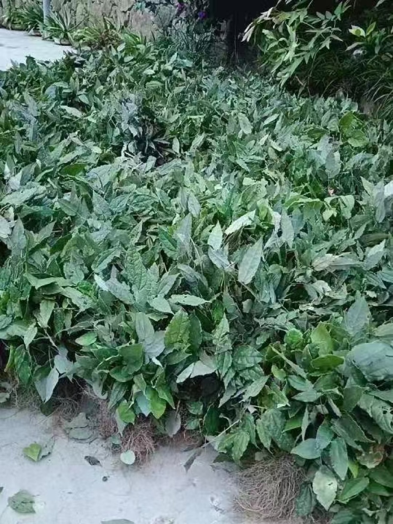 [淫羊藿種苗批發(fā)]陜西安康嵐皋縣淫羊藿種苗 0.80元/棵陜西省 _ 一畝