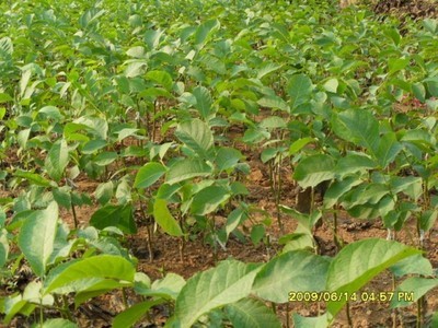 核桃苗-向陽種業(yè)種苗-向陽種業(yè)種苗 產(chǎn)品展示(陜西種子、陜西苗木、陜西綠化)-金泉網(wǎng)