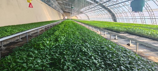 崆峒區(qū):多措齊下促進(jìn)蔬菜種苗產(chǎn)銷兩旺