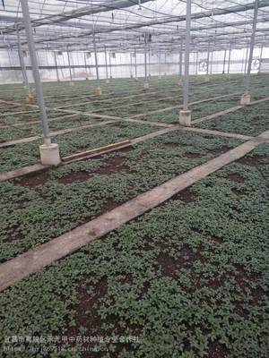 云南麗江寧蒗 竹節(jié)參種苗哪里有 苗子