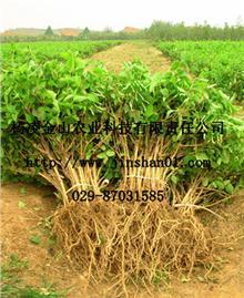 陜西西安楊凌金山農(nóng)業(yè)科技有限責(zé)任公司_金銀花,文冠果,除蟲菊,黃連木,五味子_