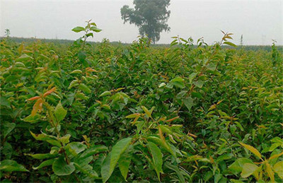 陜西與山西櫻桃種苗批發指南