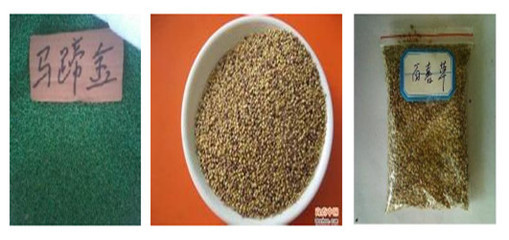 陜西省小葉雞爪槭種子市場概況 價格、供應商與種苗資源探析