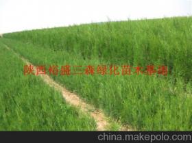 陜西綠化苗木供應(yīng)商、價(jià)格行情及主要批發(fā)市場(chǎng)全解析