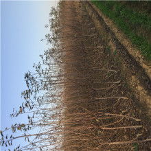 陜西種苗 綠色發展的基石與鄉村振興的引擎